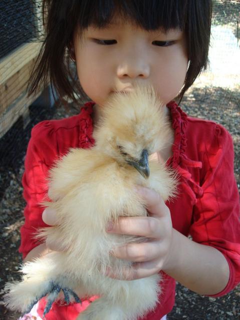 36370_silkie8.jpg