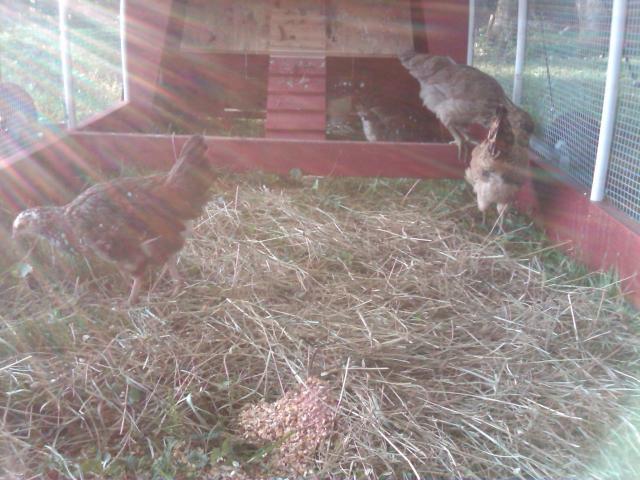 36390_chickens_in_the_sun.jpg