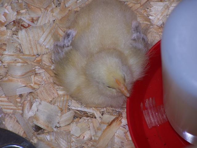 36390_chicks_8-2-09001.jpg