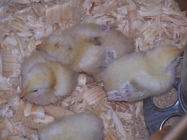 36390_chicks_8-2-09020.jpg