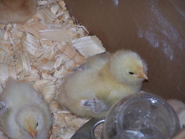 36390_chicks_8-2-09044.jpg