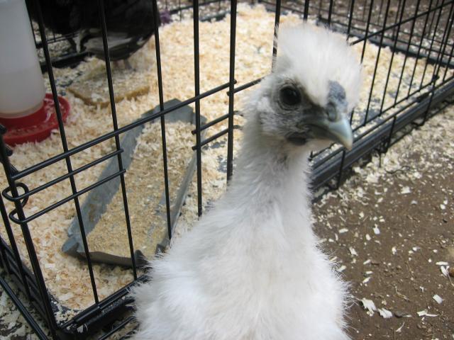 36392_chicken_047.jpg
