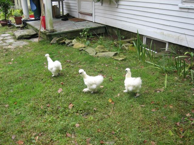36392_chickens_10-4-09_033.jpg