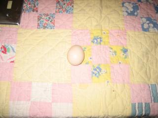 36392_eggs_001.jpg