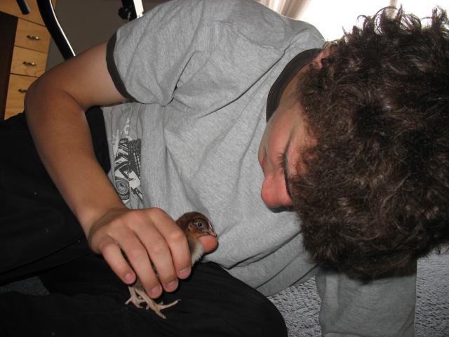 36416_chicks_080.jpg