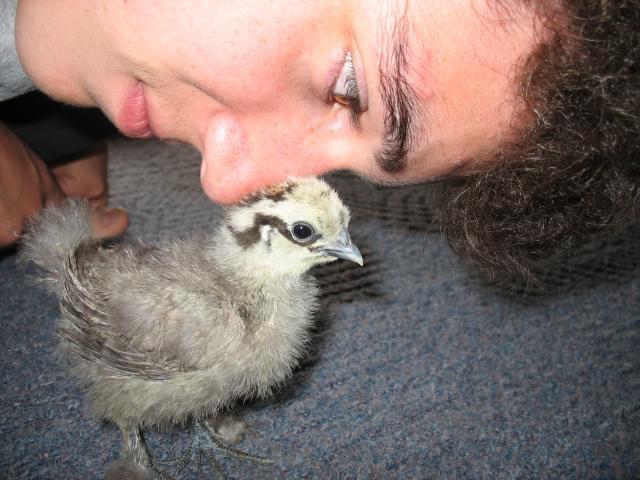 36416_chicks_082.jpg