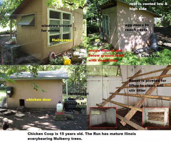 36435_chickencoop.jpg