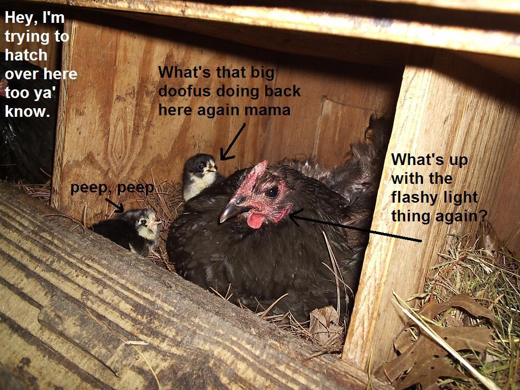 36435_hatchjune14b.jpg