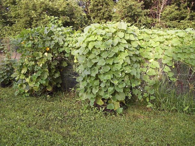 36435_squashcages.jpg