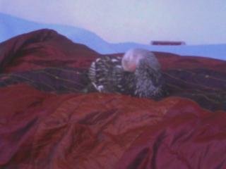 36464_chickybed.jpg