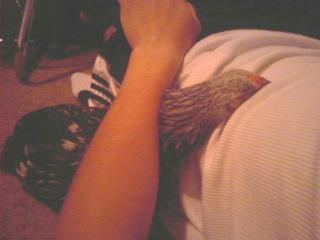 36464_chickycuddle.jpg