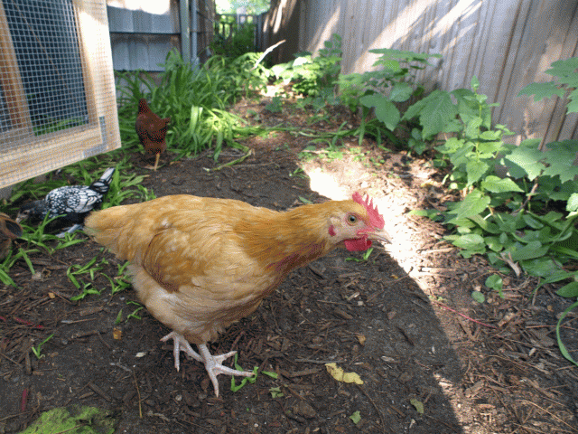 36519_chickenshots_014.gif