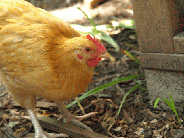 36519_chickenshots_032.gif