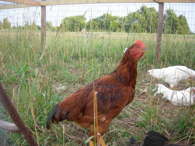 36601_roosters_005.jpg