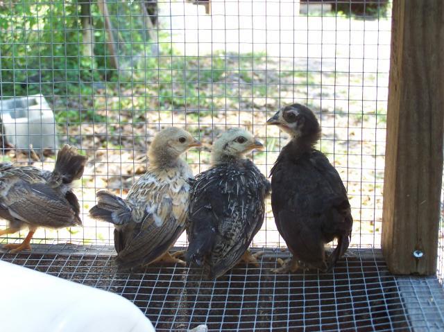 36609_052811_serama_chicks_023.jpg