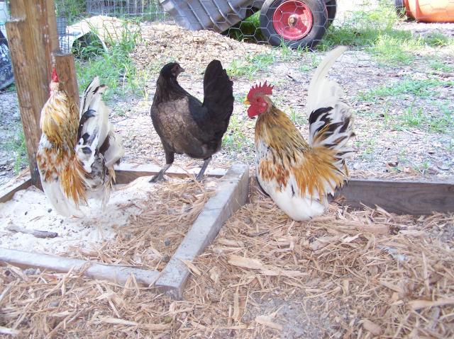 36609_chickens_060210_042.jpg