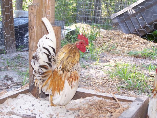 36609_chickens_060210_044.jpg