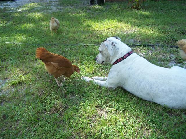 36609_chickens_081209_060.jpg
