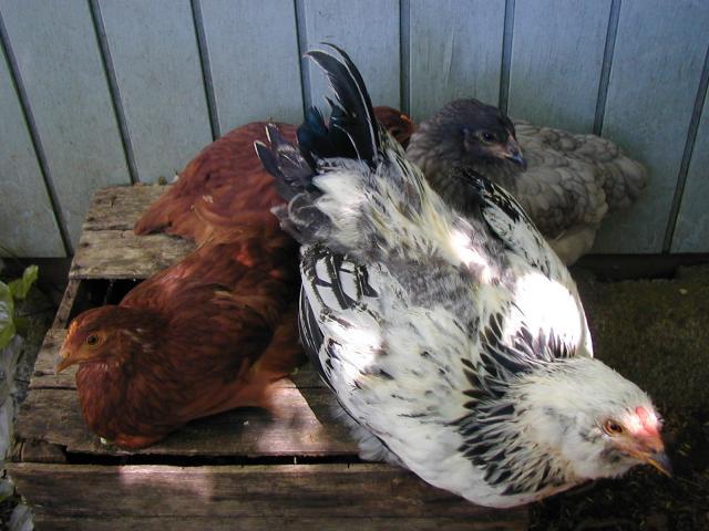 36615_three_chickens.jpg