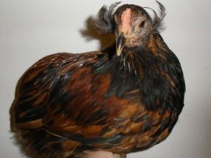 36671_araucana_rooster1.jpg