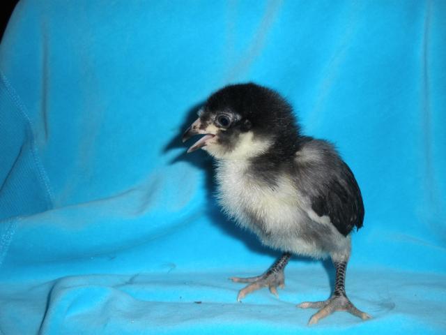 36671_chicken_farm_077.jpg