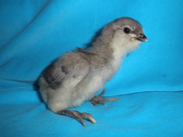 36671_chicken_farm_080.jpg