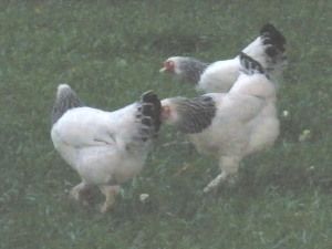 36671_lt_brahma_hens.jpg