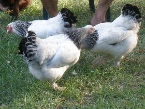 36671_lt_brahma_hens2.jpg