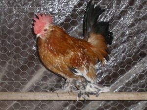 36671_millie_fluer_duccle_rooster.jpg