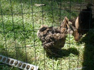 36701_bird_pictures_007.jpg