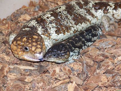 36718_shingleback-skink-picture.jpg