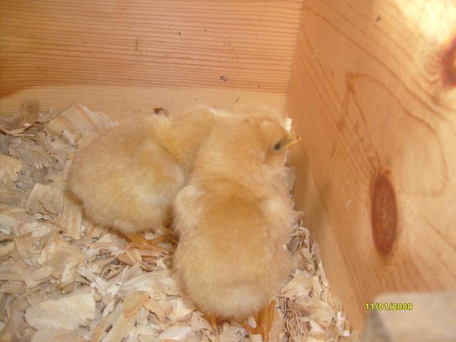 36729_4_chicks_003.jpg