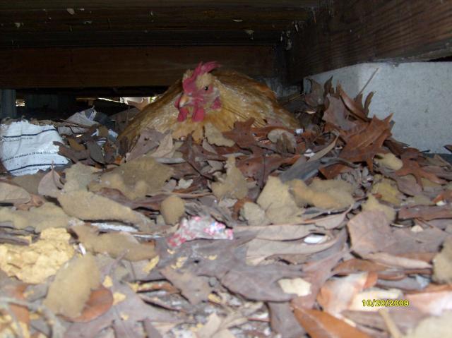 36729_broodie_048.jpg