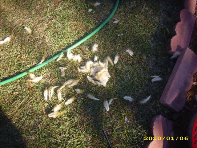 36729_chickens_-_rip_-_2010_010.jpg