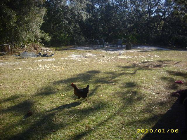 36729_chickens_-_rip_-_2010_011.jpg