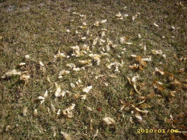 36729_chickens_-_rip_-_2010_012.jpg