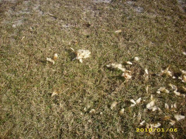 36729_chickens_-_rip_-_2010_013.jpg