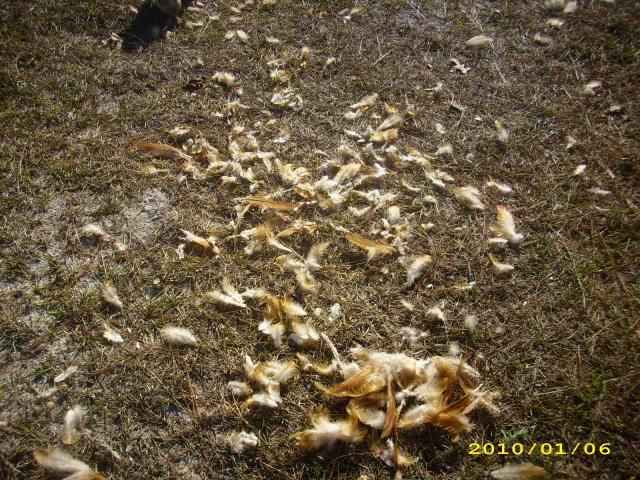 36729_chickens_-_rip_-_2010_014.jpg