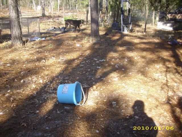 36729_chickens_-_rip_-_2010_019.jpg