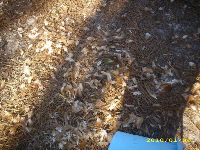 36729_chickens_-_rip_-_2010_020.jpg