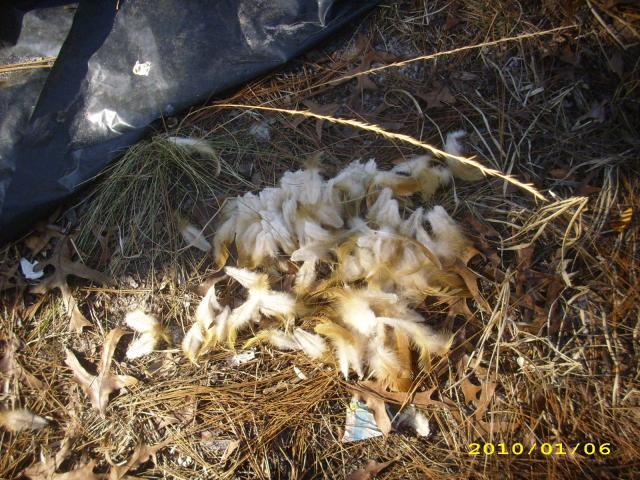 36729_chickens_-_rip_-_2010_022.jpg