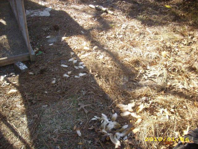 36729_chickens_-_rip_-_2010_024.jpg