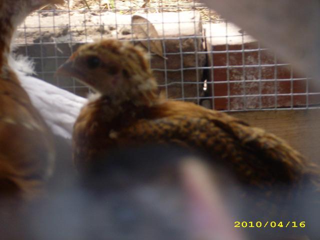 36729_chicks_010.jpg