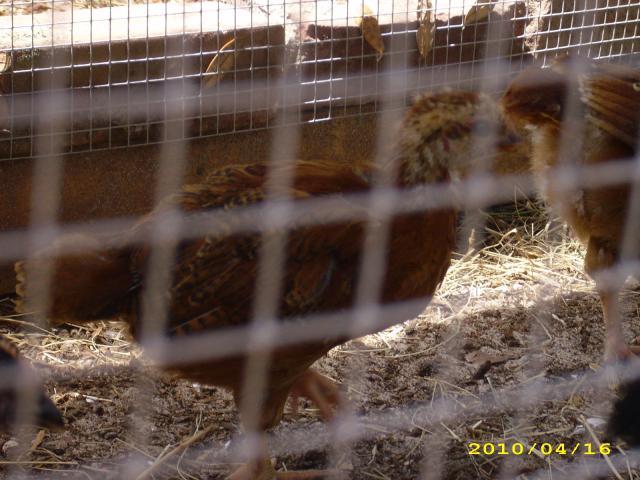 36729_chicks_011.jpg