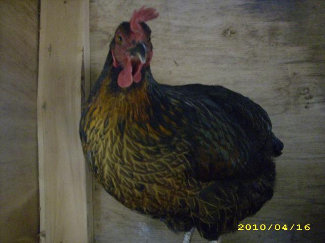 36729_more_chicks_004.jpg