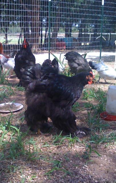 36739_annrooster1.jpg