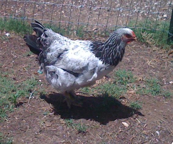 36739_cochinhen.jpg