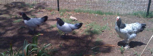 36739_hens1.jpg