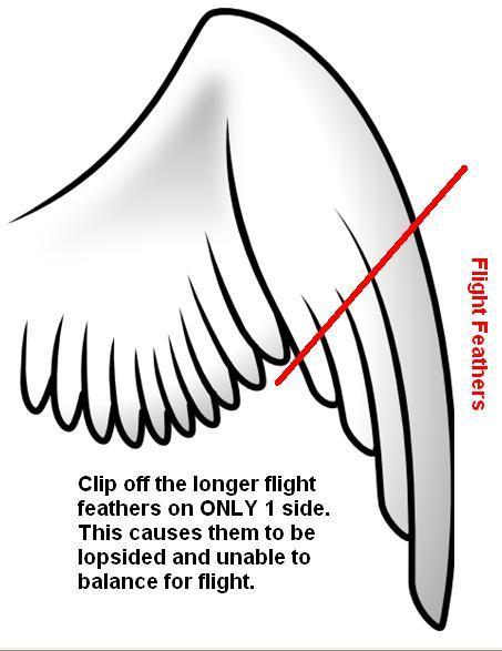 36754_clipping_wings.jpg