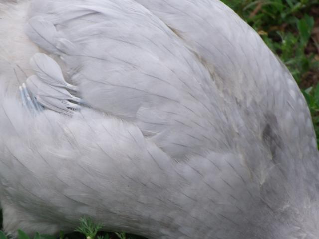 36754_gedc1006.jpg